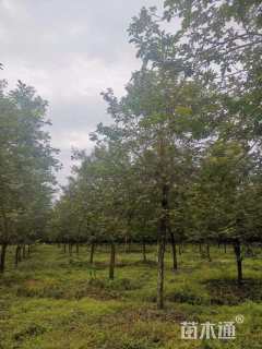 10公分黄花风铃木