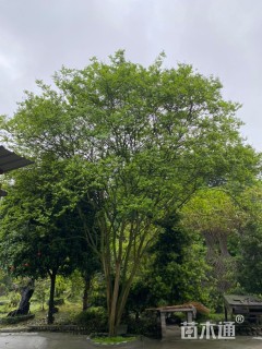 高度800厘米丛生紫薇