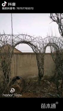 高度600厘米红果树