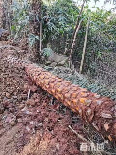 裸干高450厘米中东海枣