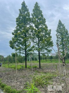 20公分金叶水杉