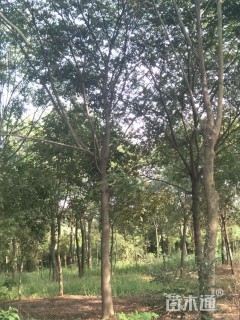 20公分朴树