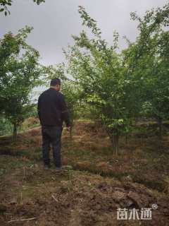 20公分垂丝海棠