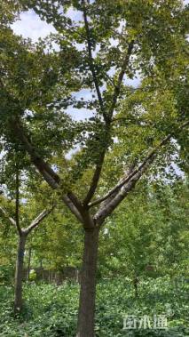 14公分嫁接银杏