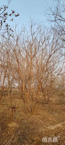 13公分(5杆)丛生乌桕