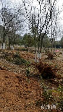 30公分(4杆)丛生朴树