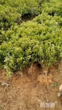 高度40厘米毛鹃