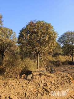高度600厘米红叶石楠小苗