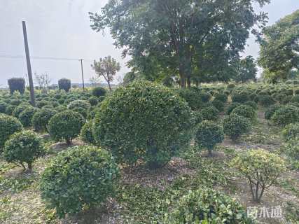 冠幅2500厘米大叶黄杨球