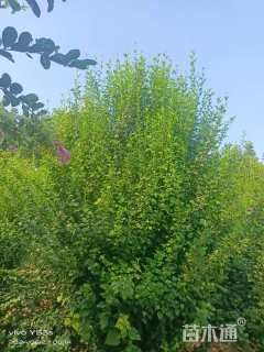 高度200厘米丛生木槿