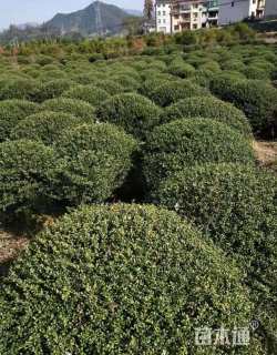 冠幅150厘米龟甲冬青球
