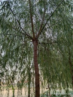 10公分垂柳
