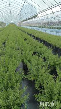 高度25厘米迷迭香