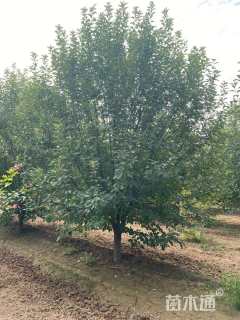 15公分绚丽海棠