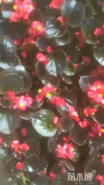 高度12厘米四季海棠