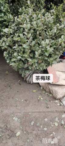 冠幅100厘米茶梅球