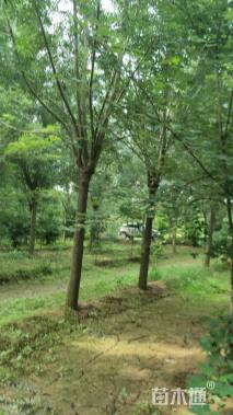 18公分秋紫白蜡