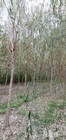 10公分金丝垂柳