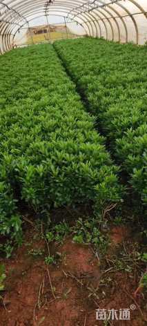 高度25厘米木春菊