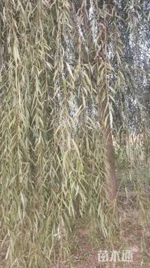 14公分金丝垂柳