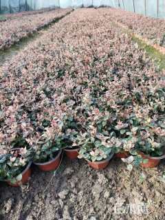 20厘米花叶络石