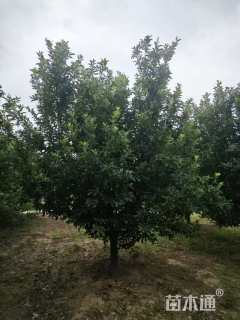 15公分八棱海棠