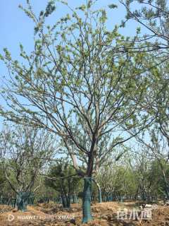 38公分朴树