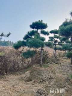 12公分造型黑松