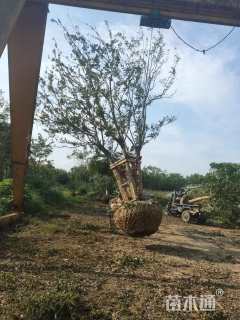 75公分(5杆)丛生朴树