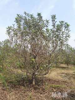 15公分八棱海棠