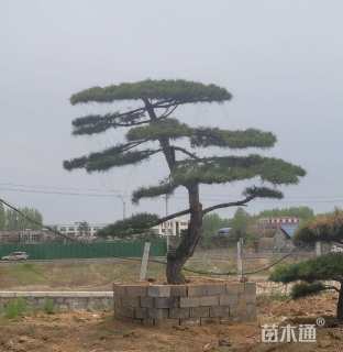 30公分造型黑松