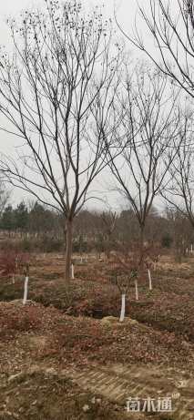 18公分栾树
