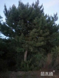 高度1000厘米丛生白桦