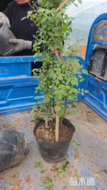 高度180厘米蔷薇