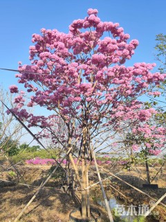 15公分紫花风铃木
