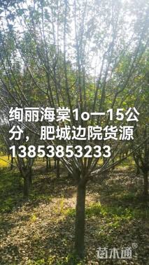 14公分绚丽海棠