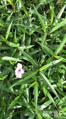 高度30厘米翠芦莉