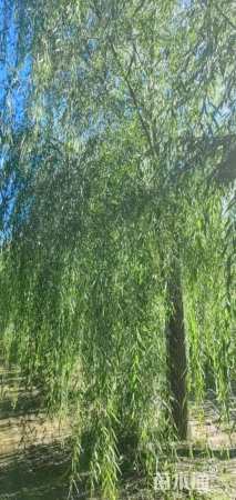 25公分西湖垂柳