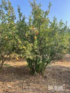 高度400厘米丛生石榴