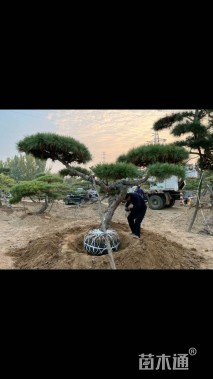 高度450厘米黑松