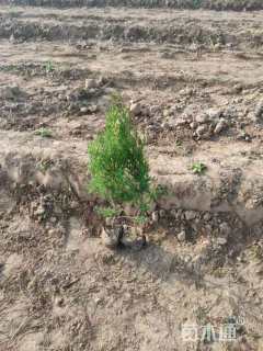 高度50厘米塔柏