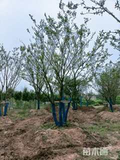 60公分丛生朴树