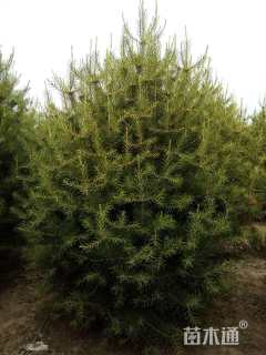 高度600厘米白皮松