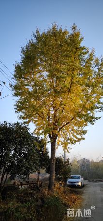 30公分金叶银杏