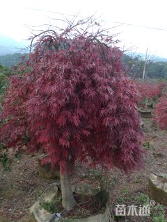 高度150厘米羽毛枫