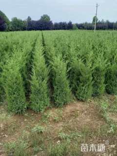 高度100厘米蜀桧