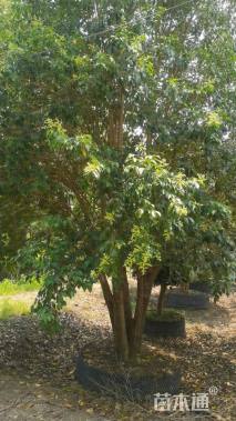 高度700厘米丛生大叶女贞