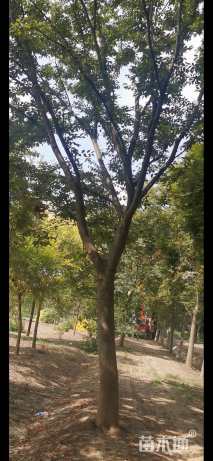 15公分(3杆)丛生乌桕