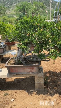 高度50厘米石榴