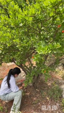 高度400厘米石榴